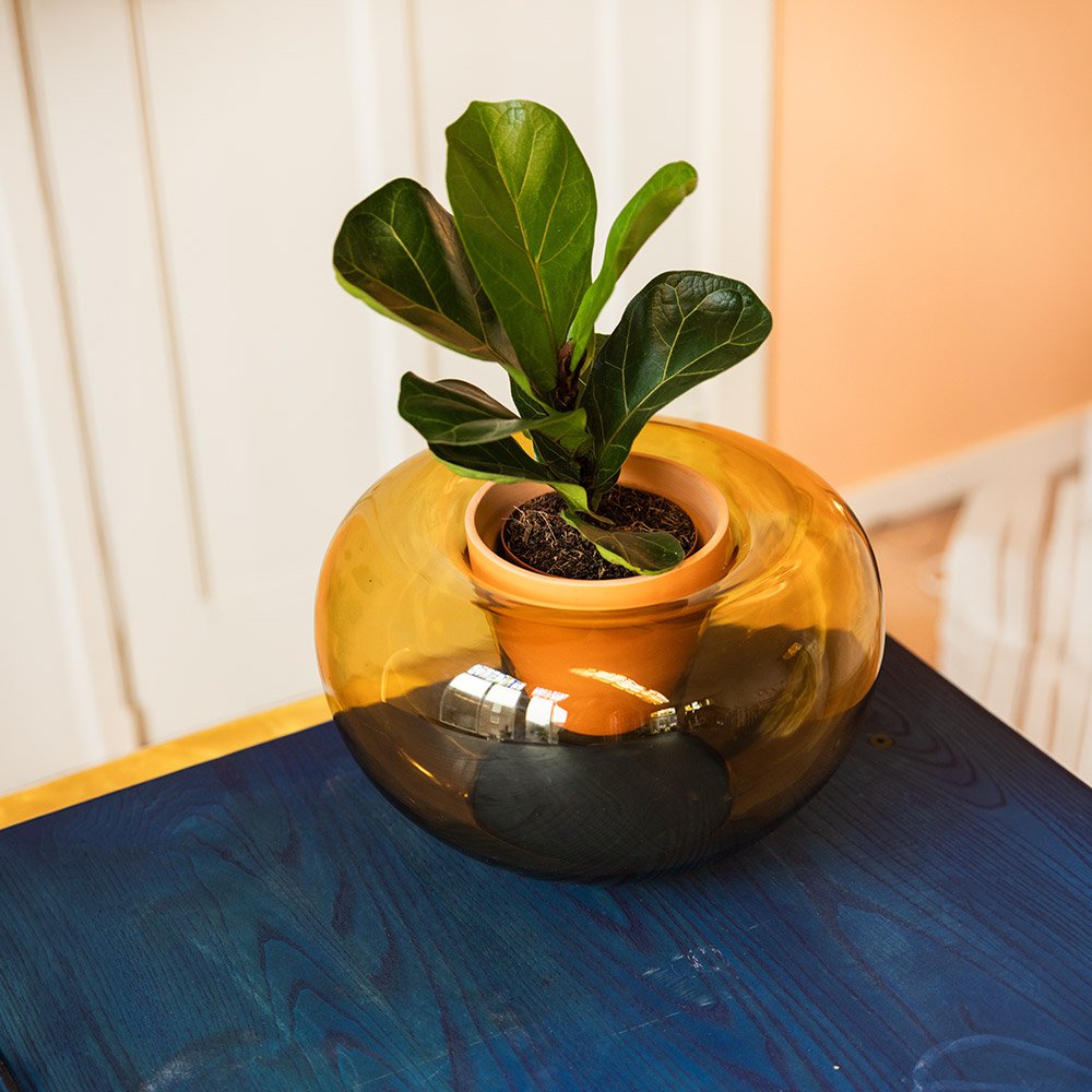 Potted plant in a decorative glass vase on a blue surface with a neutral background