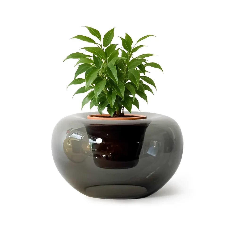 Modern black glass planter with a green plant on a white background