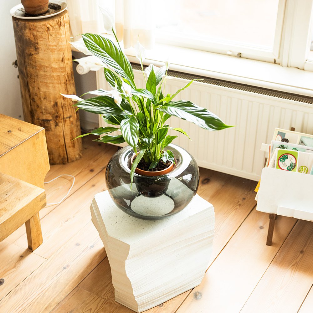Potted plant on a white hexagonal table in a room with wooden floor and window.