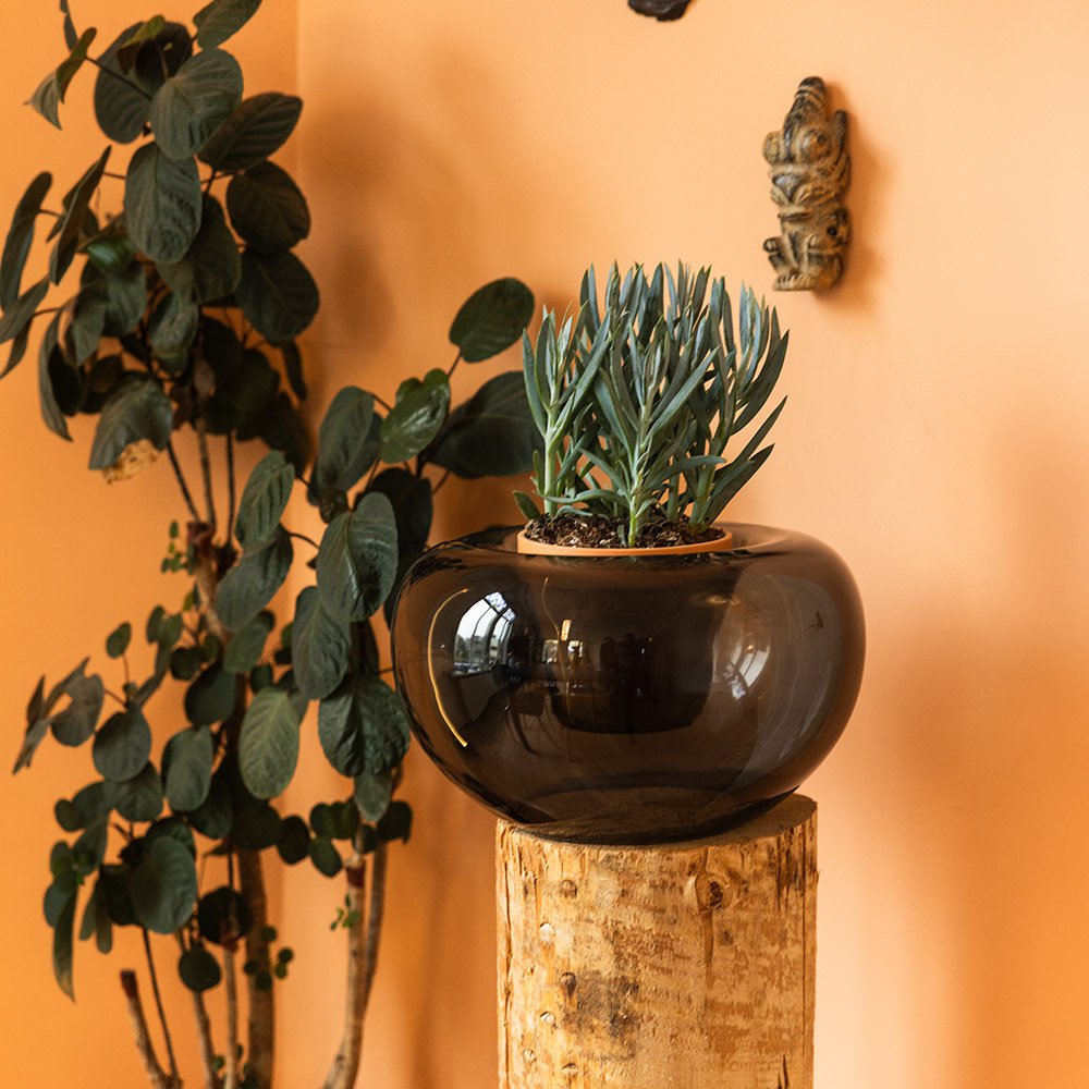 Potted plant on a wooden stump against an orange wall
